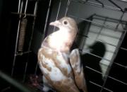 ���ӱ����ˣ�˫�ҳ�����