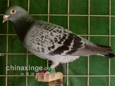 ��Ե����Ԫ�Ե���������(ͼ)