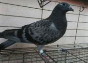 ��ָ���θ� ������(ͼ)