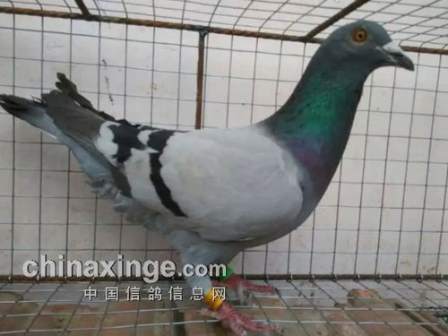 ���ˣ�35Ԫ�Եù����Ǿ�ֱ��(ͼ)