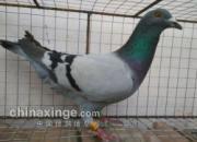 ���ˣ�35Ԫ�Եù����Ǿ�ֱ��(ͼ)