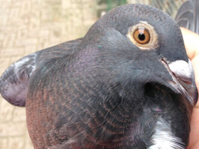 �ݷá������ˡ� ��ʶ��������(ͼ)