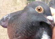 �ݷá������ˡ� ��ʶ��������(ͼ)