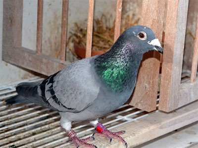 ����ʱ���а�������ھ���¯(ͼ)