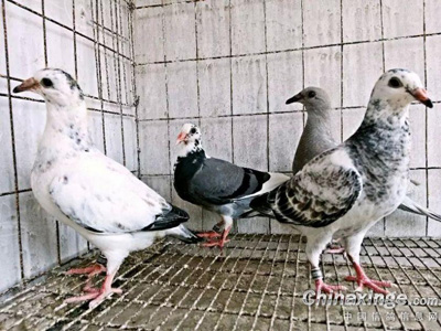 ����Ʒ����������������ɫ��(ͼ)