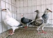 ����Ʒ����������������ɫ��(ͼ)