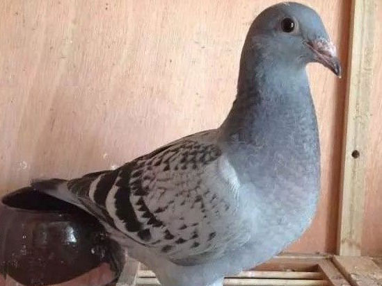 ���һ�ѡ���Ѫ�롱(ͼ)