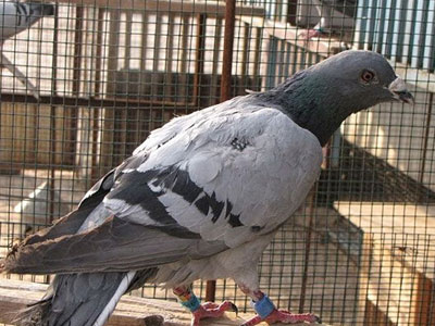 ���¹����Ӧ����ĸ�����Ѽ���¼�