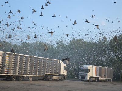 ŷ��ʥά�ɳ����������� ���չ�229��