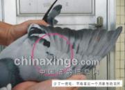 ������������� �Ͻ������������(ͼ)