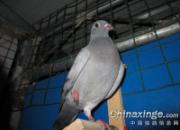 ����Ʒ����2016�괺���׸�(ͼ)