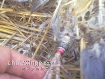 �����ȼ��塱�ֲ��� ײ��ײ����(ͼ)