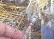 �����ȼ��塱�ֲ��� ײ��ײ����(ͼ)