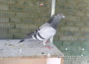 ����Ʒ�����������ֵ���������(ͼ)