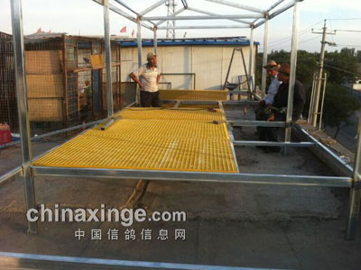 �Ľ����ᱻ��٩��һȺ��ɵ��(ͼ)