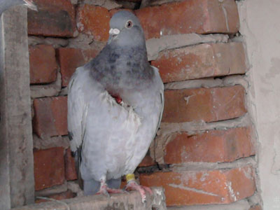 ����ײ�ˣ��������񡱱䡰����