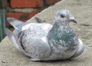 17�����뻨�ۣ��Ź���Ȼ7�겻�뿪