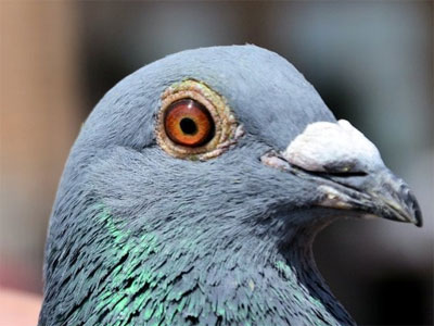 ŷ��ʥά�ɹھ���¯ Ӣ����������ǰ20��(ͼ)