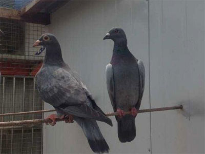 ������սʿ(ͼ)