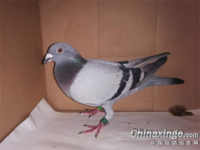 ���ͣ�300����ھ����������о������(ͼ)