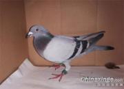 ���ͣ�300����ھ����������о������(ͼ)