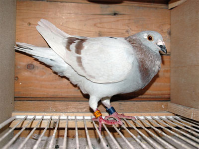 ����ʱ����1.7��������������ھ�(ͼ)