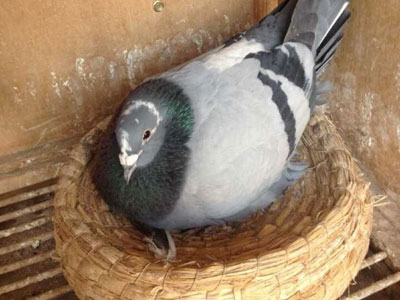 ����ֱľ���������Ŀˮ�������л�