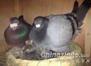 ����Ʒ����������ġ������ˡ�(ͼ)