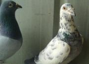 Ԥ���ָ룺��ֻ����ת���ϸڣ�