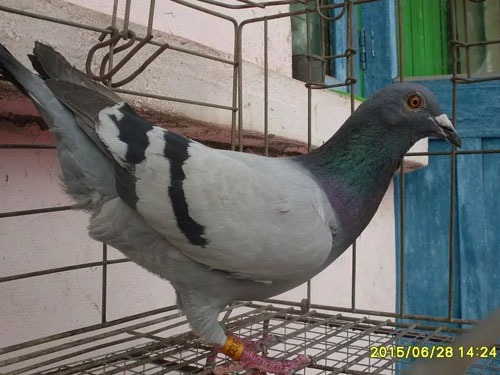 35Ԫ�Եù����Ǿ�ֱ��(ͼ)