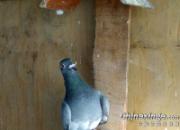 �ҼҸ��ӳ��ˡ��׺��롱(ͼ)