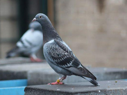 С��������׸����ֻ��Ǳ�����