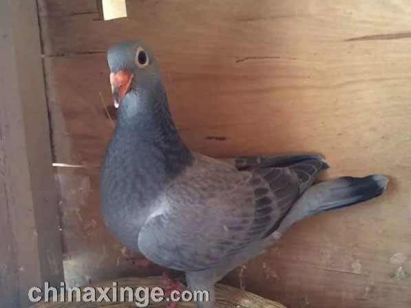 ���˼��������˽��������