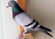 ����Ʒ����˧С���ʵ���ָ�(ͼ)