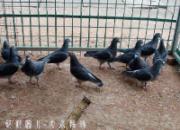 �����˲�ɣ̶֮�ݸ���(��ʮ��)