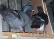 �������������� ����Ѱԭ����(ͼ)