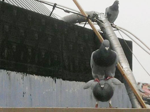 �����������������˭�µĵ���(ͼ)