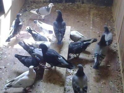 �ݷ�����С���İ�����ʦ��