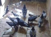 �ݷ�����С���İ�����ʦ��