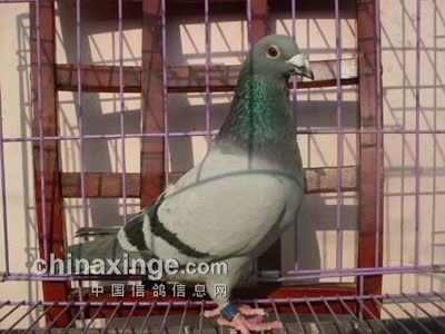 ����Ļ���ս�ԣ���ѡ��̭����