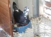 ����Ʒ�������ѼҵĻ���Ѫ(ͼ)