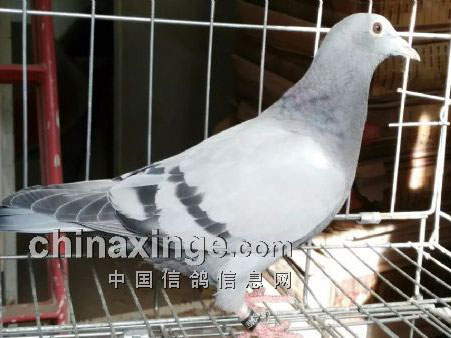 ���Խ��׻�Ѫ�� �����Լ�Ʒϵ(ͼ)