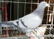 ���Խ��׻�Ѫ�� �����Լ�Ʒϵ(ͼ)