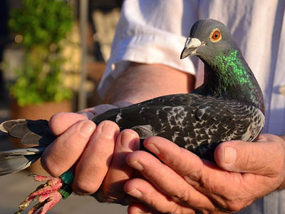 ŷ������������ھ���¯ ���¸߷���(ͼ)