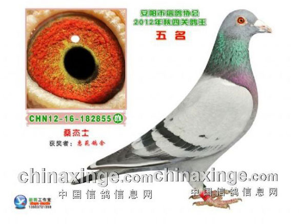 ���Ҹ����������������͸���(ͼ)