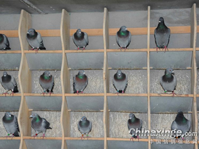 ����Ʒ�����󻧼ҵ��ָ��Ӫ(ͼ)