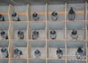 ����Ʒ�����󻧼ҵ��ָ��Ӫ(ͼ)