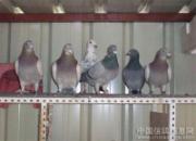 �ٿ��Ƽ����Ÿ�������