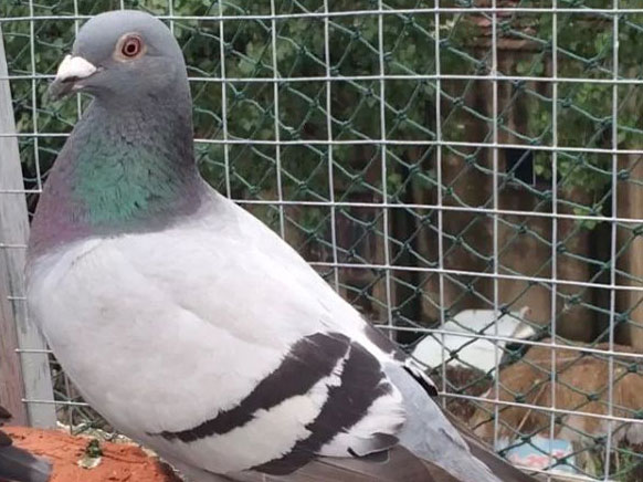 ʵ�����룺�ԷŶ�ǧ���ﳬԶ��(ͼ)