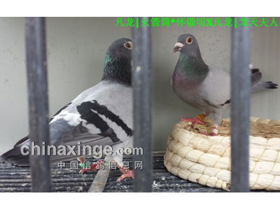 2015����������ԣ�����